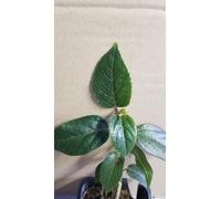 Aristotelia chilensis 'Femelle' / Macqui du Chili/Conteneur de 3 à 4 litres/Arbuste fruitier