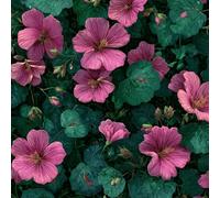 ARiXIaNg Papier peint Fleurs Rétro épais mat à décoller et à colle 44x500 cm Fleurs Roses Meubles Autocollants Amovible Comptoir Contact Papier Stickers Muraux pour Bains Salon Chambre