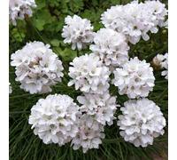 Armeria Alba - Gazon d'Espagne blanc, plante de jardin prête à planter