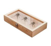Armoire d'affichage spécimen - Boîte en bois 38x22x5.5 cm, couvercle transparent avec verrouillage | Cadre en acrylique - Insecte Butterfly Bijoux Affichage du stockage | Carie d'affichage - Collectio