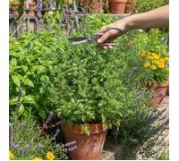 Armoise commune - Sans traitement