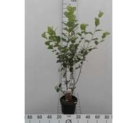Aronia arbutifolia 'Brilliant' - Aronia rouge en conteneur 40- 60 cm