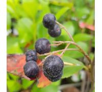 Aronia arbutifolia 'Brilliant' / Aronie à feuilles d'arbousier/Godet/Fruitier