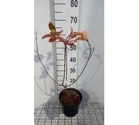 Aronia mel. 'Hugin' - Airelle noire Hugin conteneur 50- 60 cm
