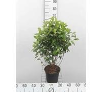 Aronia melanocarpa - Aronie Noire, Aronie À Fruits Noirs, Aronie Mélanocarpe 40-60 cm en pot