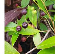 Aronia melanocarpa 'Hugin' / Aronie du Canada compact/Conteneur de 3 à 4 litres/Arbuste Fruitier