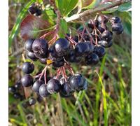 Aronia melanocarpa 'Professor Ed' / Aronie du Canada compact/Conteneur de 3 à 4 litres/Arbuste Fruitier