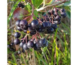 Aronia melanocarpa 'Professor Ed' / Aronie du Canada compact/Godet/Fruitier