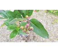 Aronia prunifolia 'Aron' / Aronie à gros fruits/Conteneur de 3 à 4 litres/Arbuste fruitier