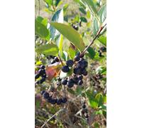 Aronia prunifolia 'Nero' / Aronie à gros fruits/Godet