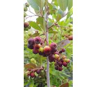 Aronia prunifolia 'Viking' / Aronie à gros fruits/Godet
