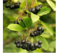 Aronie melanocarpa Professor Ed, Aronia à fruits noir