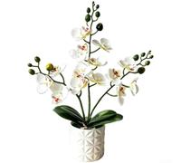 Arrangement d'orchidées blanches nordiques Pot en plastique souple 40 cm