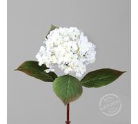 ART FLORAL-Branche d’Hortensia crème artificielle - 52 cm