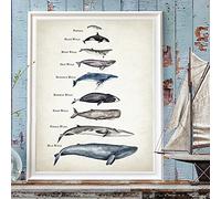 Art mural sur toile Baleines Taille Tableau De Comparaison Imprime Baleine Aquarelle Enfant Affiches Éducatives Animaux Pépinière Photos Enfants Chambre Décoration Sans cadre