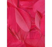 Artemio Plume Ronde, Autre, Rose, 11,5 x 0,5 x 19,5 cm 13030029