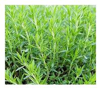 Artemisia dracunculus - Estragon - 20 graines