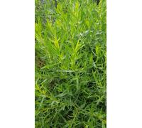 Artemisia dracunculus/Estragon Vrai/Conteneur de 2 à 2.9 litres/Aromatique
