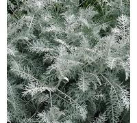 Artemisia Powis Castle - Plante de bordure d'armoise pour jardin extérieur