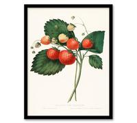 Artery8 Charles Hovey Boston Pine Strawberry Plant Framed Wall Art Print Home Décor A4