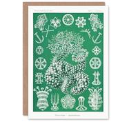 Artery8 Ernst Haeckel Adolf Giltsch Art Card Thuroidea Sea Cucumber