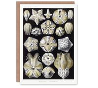 Artery8 Ernst Haeckel Art Card Blastoid Sea Buds Urchins