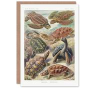 Artery8 Ernst Haeckel Art Card Chelonia Turtles Vintage Illustration