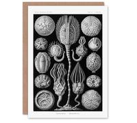 Artery8 Ernst Haeckel Art Card Cystoidea Pouch Stars Marine Life