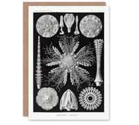 Artery8 Ernst Haeckel Art Card Echinidea Sea Urchin Species