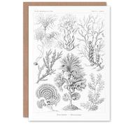Artery8 Ernst Haeckel Art Card Fucoideae Algae Seaweed Species