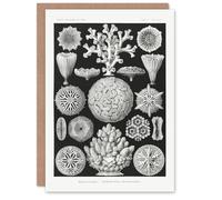Artery8 Ernst Haeckel Art Card Hexacorallia Marine Life Illustration