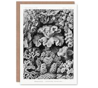 Artery8 Ernst Haeckel Art Card Hexacorallia Vintage Coral Illustration