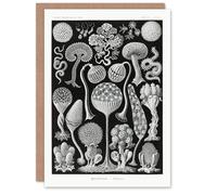 Artery8 Ernst Haeckel Art Card Mycetozoa Intricate Slime Molds