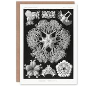Artery8 Ernst Haeckel Art Card Ophiodea Brittle Stars Illustration