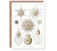 Artery8 Ernst Haeckel Art Card Phaeodaria Amoeba Vintage Illustration