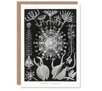 Artery8 Ernst Haeckel Art Card Phaeodaria Marine Life Illustration
