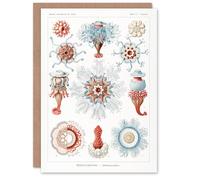 Artery8 Ernst Haeckel Art Card Siphonophorae Marine Life Illustration