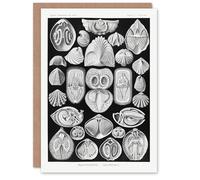 Artery8 Ernst Haeckel Art Card Spirobranchia Vintage Marine Life Illustration