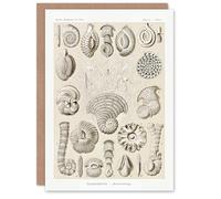Artery8 Ernst Haeckel Art Card Talamophora Vintage Marine Life Illustration