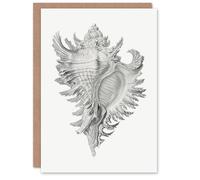 Artery8 Ernst Haeckel Art Card Whelk Sea Snail Shell Drawing