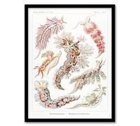 Artery8 Ernst Haeckel Nudibranch Sea Slug Molluscs Framed Wall Art Print Home Décor A4