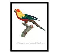 Artery8 Francois Levaillant The Sun Parakeet Parrot Framed Wall Art Print Home Décor A4