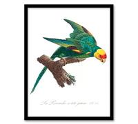 Artery8 Francois Levaillant The Yellow Crowned Parakeet Framed Wall Art Print Home Décor A4