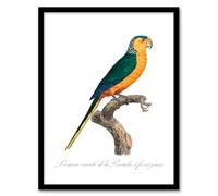 Artery8 Francois Levaillant The Yellow Fronted Parakeet Framed Wall Art Print Home Décor A3