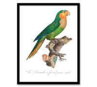 Artery8 Francois Levaillant The Yellow Headed Amazon Parrot Framed Wall Art Print Home Décor A3