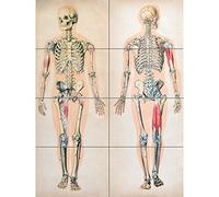 Artery8 Human Body Anatomy Skeleton Muscles XL Giant Panel Poster (8 Sections) Affiche