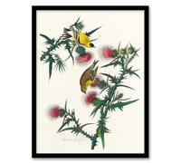Artery8 John James Audubon American Goldfinch and Thistle Framed Wall Art Print Home Décor A4