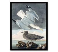 Artery8 John James Audubon Birds of America Herring Gull Framed Wall Art Print Home Décor A3