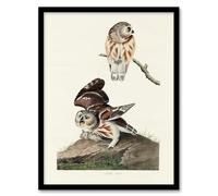 Artery8 John James Audubon Birds Of America Little Owls Framed Wall Art Print Home Décor A4
