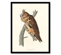 Artery8 John James Audubon Birds Of America Long Eared Owl Framed Wall Art Print Home Décor A4